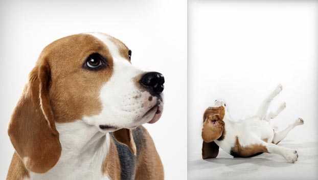 dog breeds similar to beagle