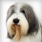 Bearded Collie