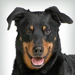 Beauceron