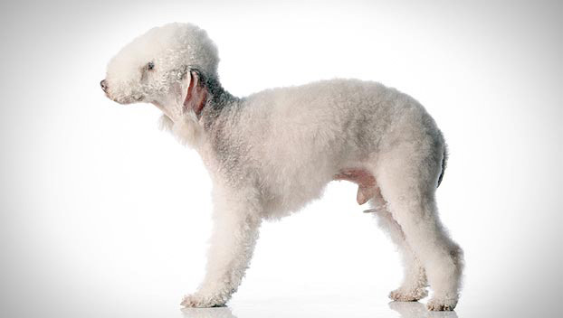Bedlington Terrier : Dog Breed Selector 