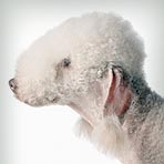 Bedlington Terrier