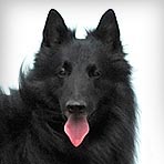 Belgian Sheepdog