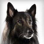 Belgian Tervuren