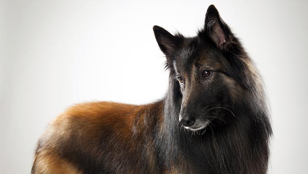 tervuren dog breed