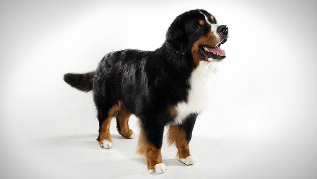 weight of a bernese mountain dog