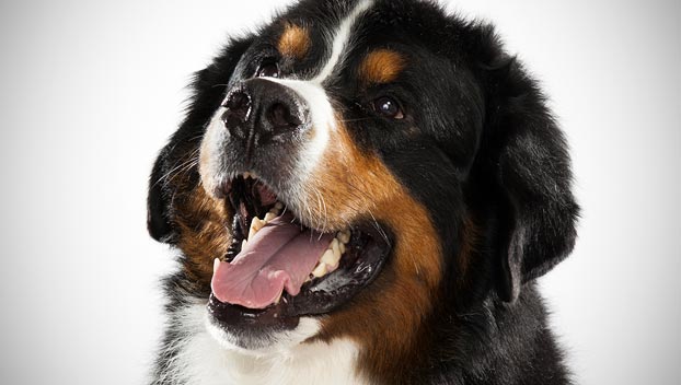 types of mountain dogs