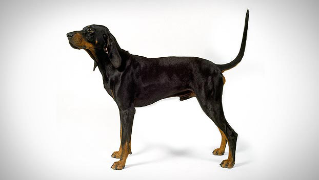 Black and Tan Coonhound