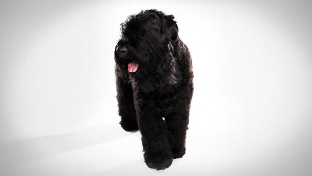 black russian terrier poodle mix for sale