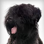 Black Russian Terrier