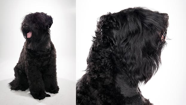 Black Russian Terrier Grooming Chart