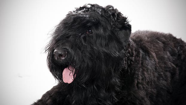 Black Russian Terrier Grooming Chart