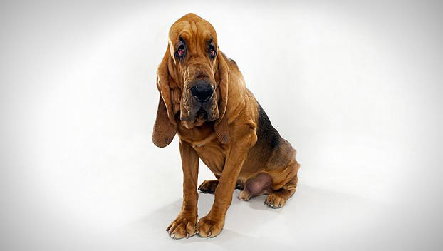 bloodhound dog