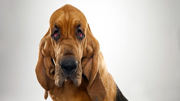 bloodhound breeds