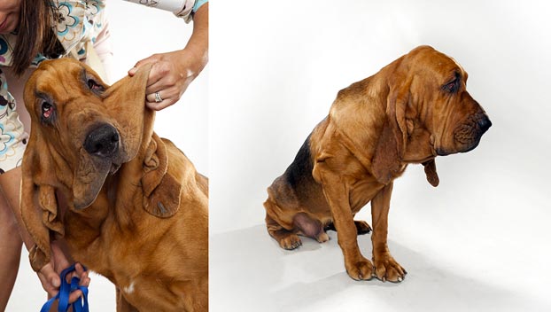 bloodhound and poodle mix