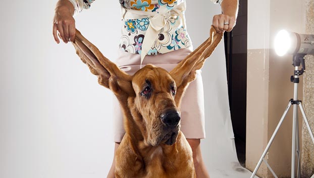 bloodhound family dog