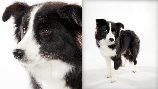 What is the life expectancy of a Chow/Border Collie mix?
