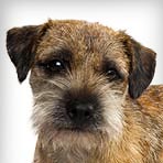 Border Terrier