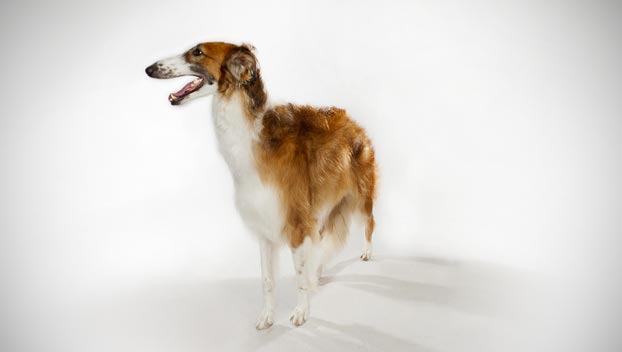 Borzoi Dog Breed Selector Animal Planet
