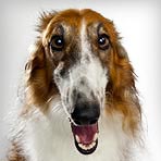 Borzoi