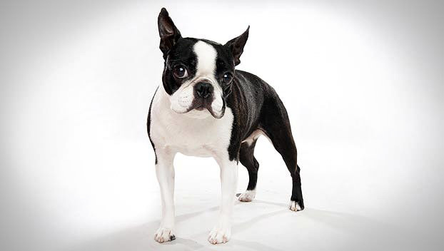 boston terrier dog breeds