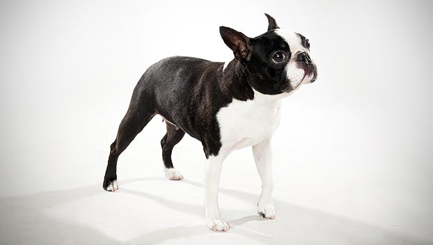 black and white boston terrier