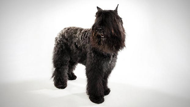 Bouvier des Flandres