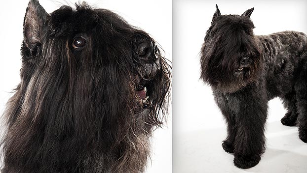 large dog breeds bouvier