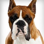 Boxer