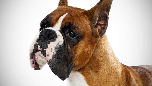 boxer dog hypoallergenic