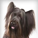 Briard