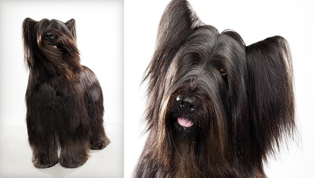 Briard