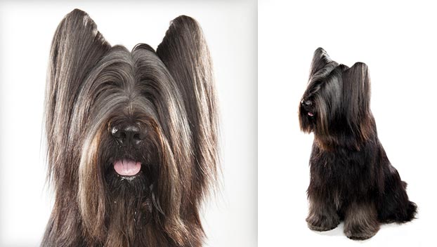 Briard