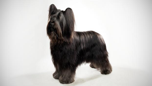 Briard