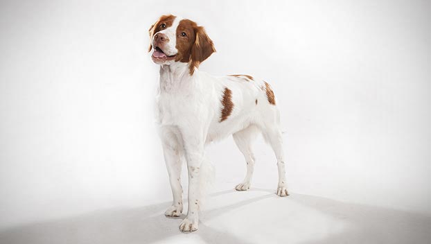 brittany dogs 101