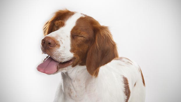 brittany dog spaniel