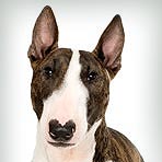 Bull Terrier