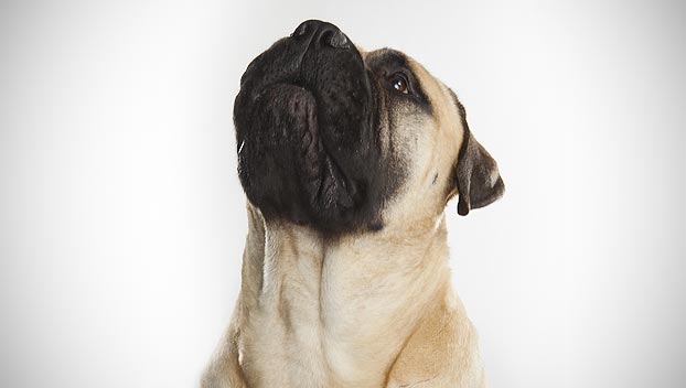 Bullmastiff
