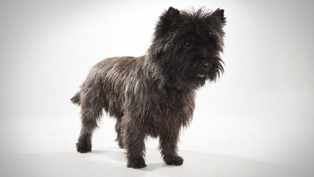 toto dog breed