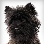 Cairn Terrier