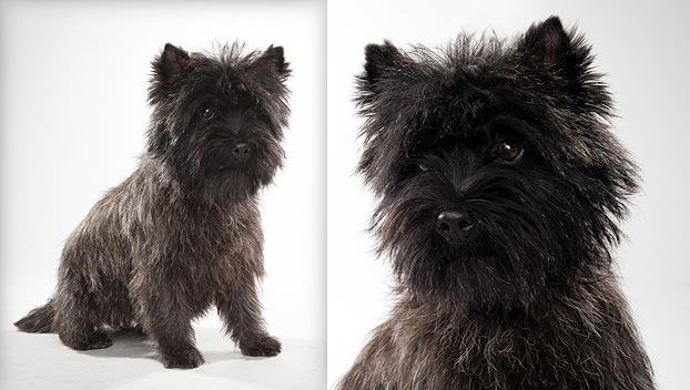 cairn terrier stuffed dog