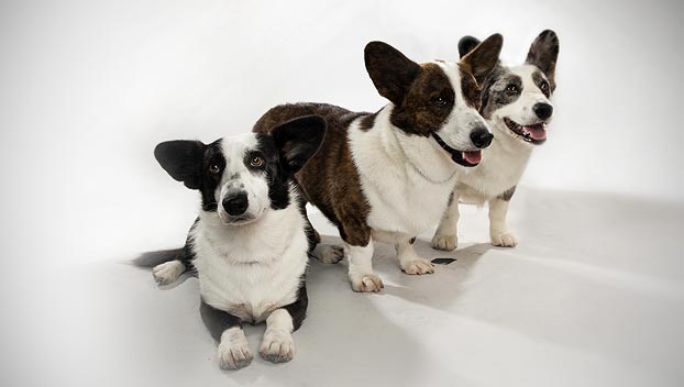 Cardigan Welsh Corgi
