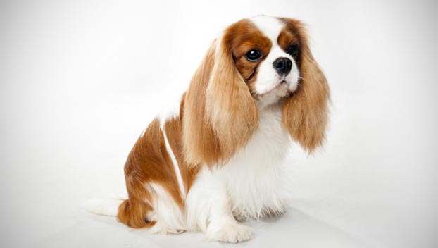 cavalier king charles spaniel family dog
