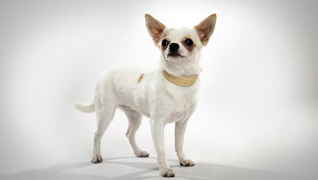  chihuahua dog 