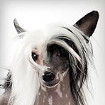 Chinese Crested Dog