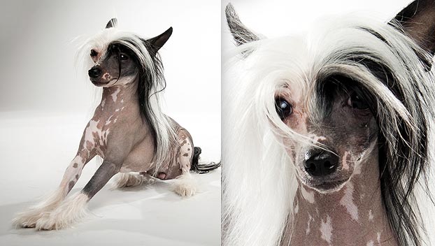 chinese crested dog of dog