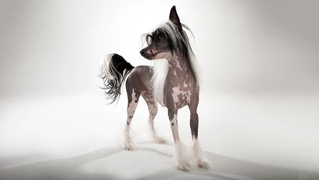 Chinese Crested Dog