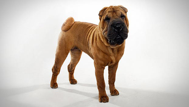 Chinese Shar Pei Dog Breed Selector Animal Planet