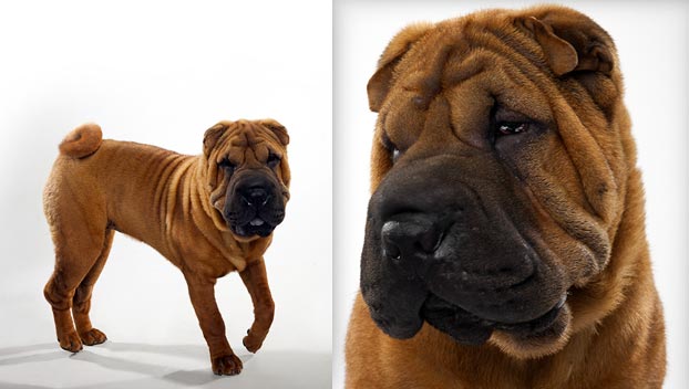 Chinese Shar-Pei
