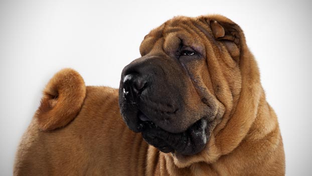 Chinese Shar Pei Dog Breed Selector Animal Planet