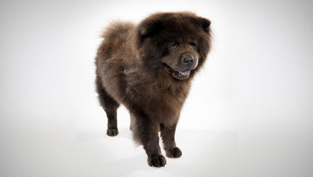 chow chow dog images